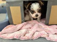 Echo, a female Yorkshire Terrier and Biewer for sale in Springfield, MO – Photo 2 of 8