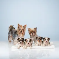 Echo, a female Yorkshire Terrier and Biewer for sale in Springfield, MO – Photo 6 of 8