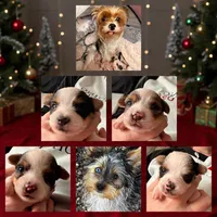 Echo, a female Yorkshire Terrier and Biewer for sale in Springfield, MO – Photo 7 of 8