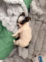 Echo, a female Yorkshire Terrier and Biewer for sale in Springfield, MO – Photo 4 of 8