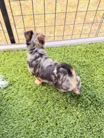 Ace, a male Yorkshire Terrier for sale in Kansas City, KS – 2 of 10