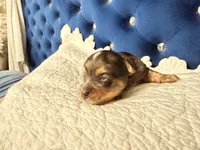 Ace, a male Yorkshire Terrier for sale in Lyons, KS – 5 of 7