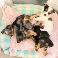 Blake, a male Yorkshire Terrier for sale in Lyons, KS – 5 of 6