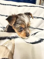 Blake, a male Yorkshire Terrier for sale in Lyons, KS – 3 of 6