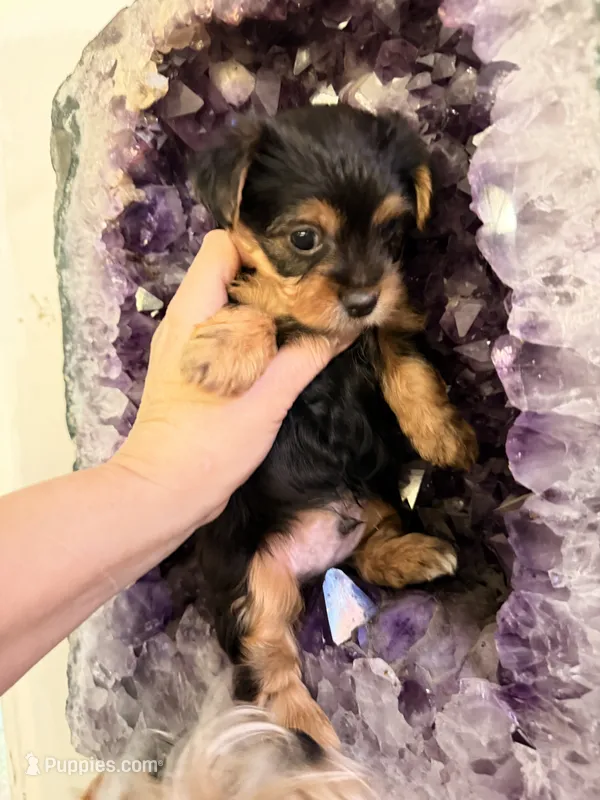Freddy the Tank – Yorkshire Terrier puppy for sale in Lyons, KS