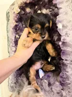 Freddy the Tank, a male Yorkshire Terrier for sale in Lyons, KS – 1 of 7