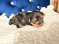 Freddy the Tank, a male Yorkshire Terrier for sale in Lyons, KS – 4 of 7