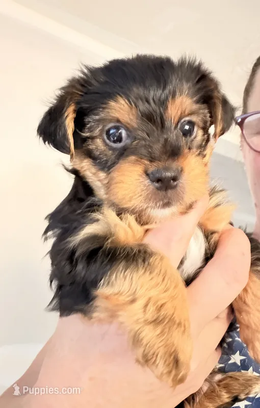 Freddy the Tank – Yorkshire Terrier puppy for sale in Lyons, KS