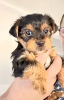 Freddy the Tank, a male Yorkshire Terrier for sale in Kansas City, KS – 2 of 10