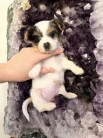 Anna Belle, a female Yorkshire Terrier for sale in Lyons, KS – 3 of 9
