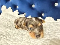 Blake, a male Yorkshire Terrier for sale in Lyons, KS – 4 of 7