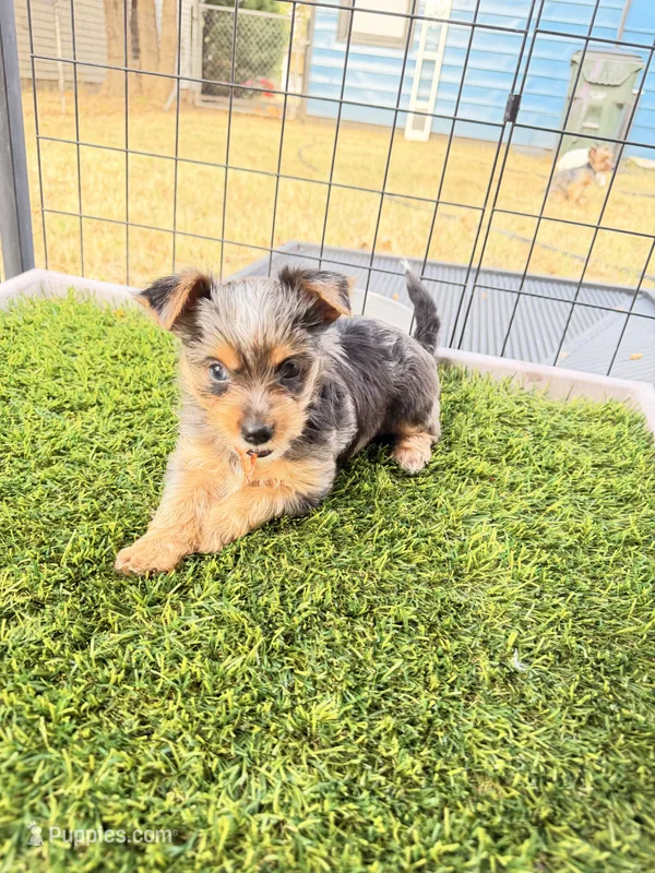 Blake – Yorkshire Terrier puppy for sale in Kansas City, KS