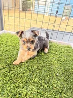 Blake, a male Yorkshire Terrier for sale in Kansas City, KS – 1 of 7