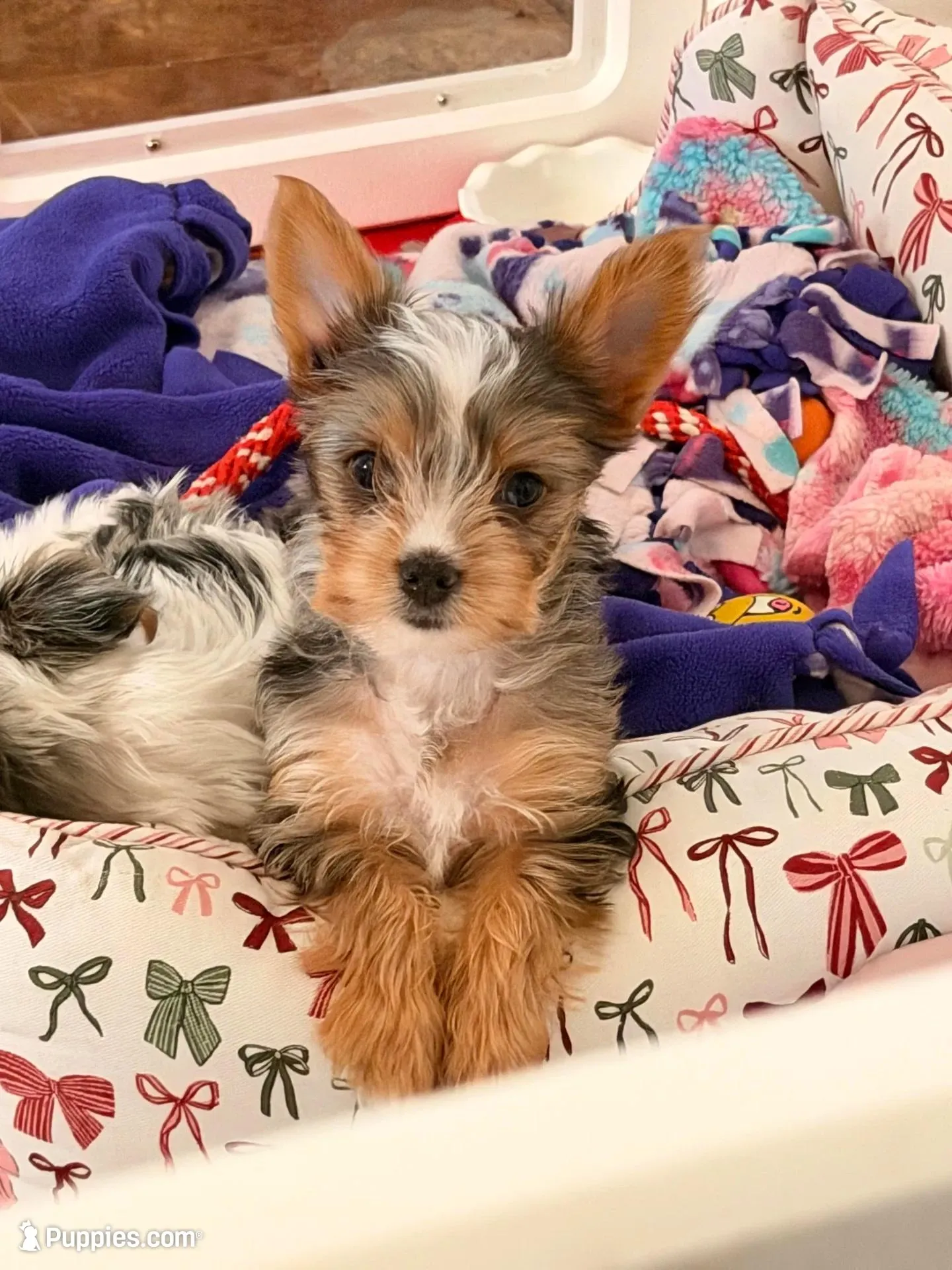 Tiffany Grace 417-559~7009 ( blueberry Merle ) – Yorkshire Terrier puppy for sale in Kansas City, KS