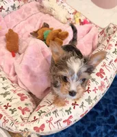 Tiffany Grace 417-559~7009 ( blueberry Merle ), a female Yorkshire Terrier for sale in Kansas City, KS – Photo 6 of 10