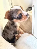 Tiffany Grace 417-559~7009 ( blueberry Merle ), a female Yorkshire Terrier for sale in Kansas City, KS – Photo 3 of 10