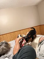 Tiffany Grace 417-559~7009 ( blueberry Merle ), a female Yorkshire Terrier for sale in Kansas City, KS – Photo 10 of 10