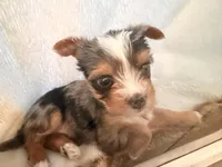 Tiffany Grace 417-559~7009 ( blueberry Merle ), a female Yorkshire Terrier for sale in Kansas City, KS – Photo 2 of 10