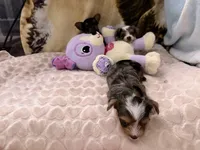 Tiffany Grace 417-559~7009 ( blueberry Merle ), a female Yorkshire Terrier for sale in Kansas City, KS – Photo 9 of 10