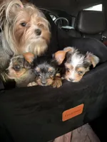 Tiffany Grace 417-559~7009 ( blueberry Merle ), a female Yorkshire Terrier for sale in Kansas City, KS – Photo 7 of 10