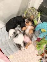 Tiffany Grace 417-559~7009 ( blueberry Merle ), a female Yorkshire Terrier for sale in Kansas City, KS – Photo 8 of 10