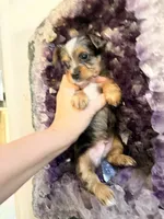 Blake, a male Yorkshire Terrier for sale in Lyons, KS – 4 of 6