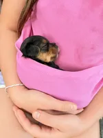 Freddy the Tank, a male Yorkshire Terrier for sale in Lyons, KS – 7 of 7