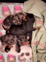 Freddy the Tank, a male Yorkshire Terrier for sale in Lyons, KS – 6 of 7