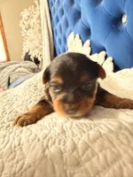 Freddy the Tank, a male Yorkshire Terrier for sale in Lyons, KS – 5 of 7