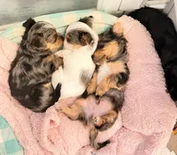 Blake, a male Yorkshire Terrier for sale in Lyons, KS – 6 of 6