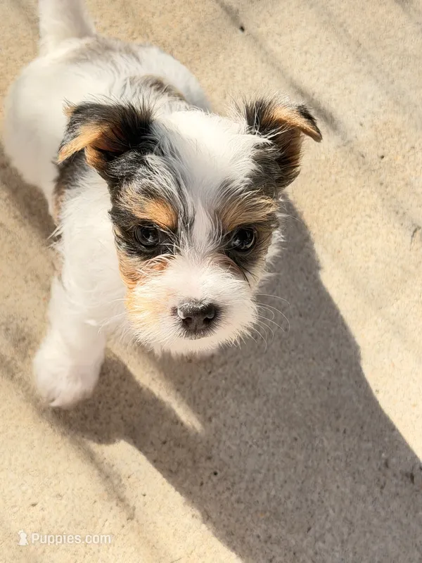 Anna Belle – Yorkshire Terrier puppy for sale in Lyons, KS