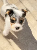 Anna Belle, a female Yorkshire Terrier for sale in Kansas City, KS – 1 of 10