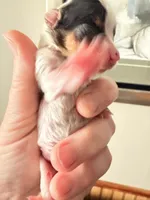 Anna Belle, a female Yorkshire Terrier for sale in Lyons, KS – 7 of 9