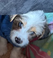 processed/085523ed-40a2-4fca-be9c-d48992f7315d/listing/c80e1859-a040-4023-abeb-c59ec1b4e558/1bdb65ce-43c3-44e3-9071-90bbebb3bf5b