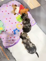 Ace, a male Yorkshire Terrier for sale in Lyons, KS – 7 of 7