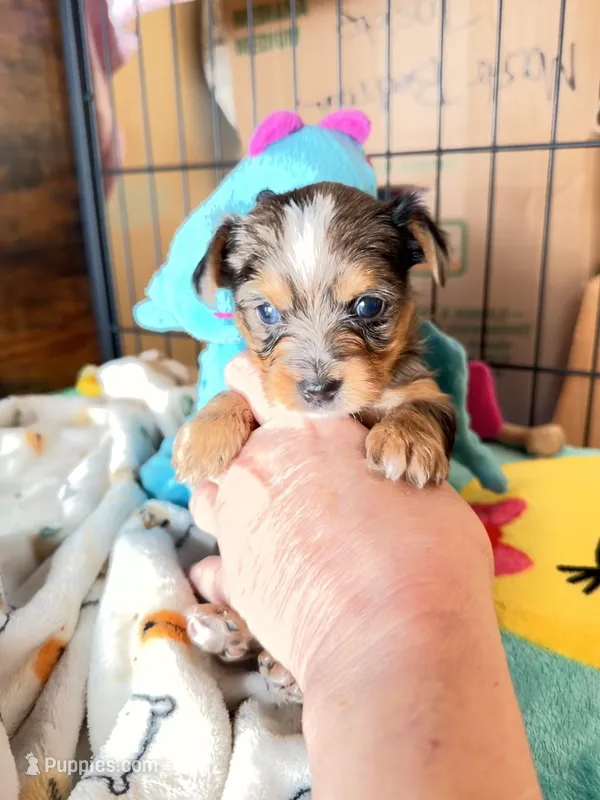 Blake – Yorkshire Terrier puppy for sale in Lyons, KS