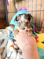 Blake, a male Yorkshire Terrier for sale in Lyons, KS – 1 of 7