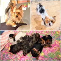 Anna Belle, a female Yorkshire Terrier for sale in Lyons, KS – 8 of 9