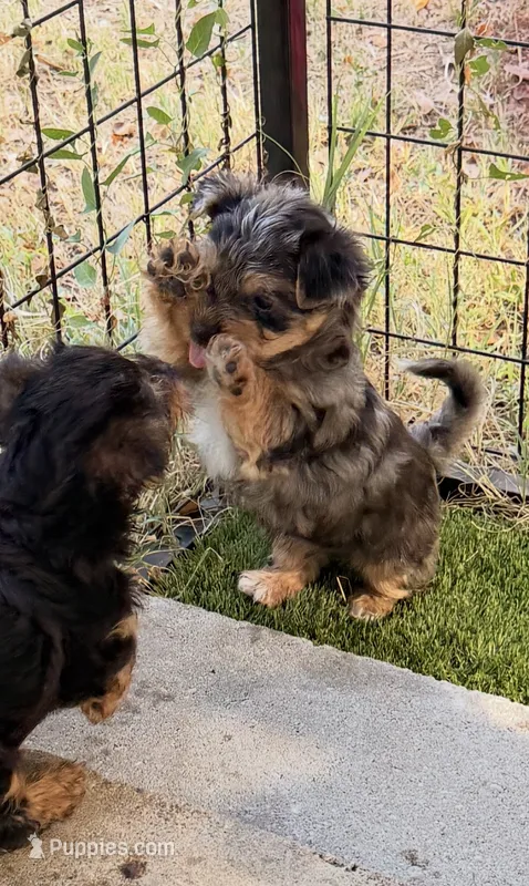 Ace – Yorkshire Terrier puppy for sale in Lyons, KS