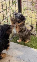 Ace, a male Yorkshire Terrier for sale in Kansas City, KS – 1 of 10