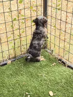 Blake, a male Yorkshire Terrier for sale in Lyons, KS – 2 of 6