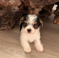 processed/085523ed-40a2-4fca-be9c-d48992f7315d/listing/d7b78794-47c7-4f26-b72b-8de995b2988a/dc9f7b6f-c4d4-47a2-bc96-129d335edde2