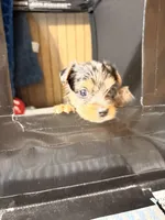 Ace, a male Yorkshire Terrier for sale in Lyons, KS – 6 of 7