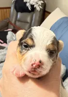 Anna Belle, a female Yorkshire Terrier for sale in Lyons, KS – 5 of 9