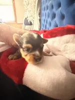 Ace, a male Yorkshire Terrier for sale in Lyons, KS – 3 of 7