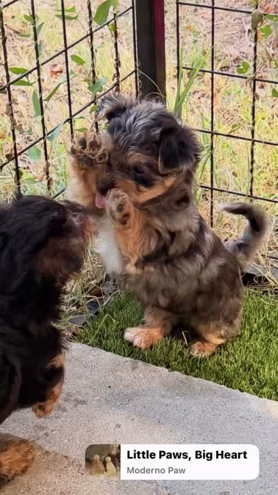 Ace, a male Yorkshire Terrier for sale in Kansas City, KS – 3 of 10
