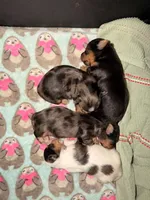 Blake, a male Yorkshire Terrier for sale in Lyons, KS – 3 of 7