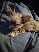 Your choice, a female Shorkie for sale in Brooklyn, NY – Photo 2 of 2