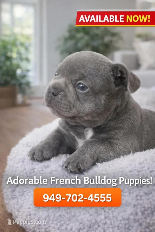 Stormy – French Bulldog puppy for sale in Rancho Mission Viejo, CA