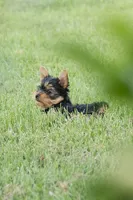 Jasper, a male Yorkshire Terrier for sale in Mifflintown, PA – 2 of 6